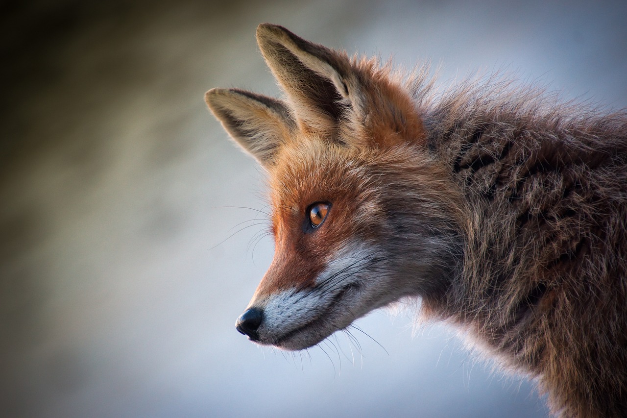 Tips for Taking Memorable Photos of Local Wildlife